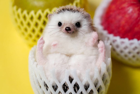 羊毛フェルトはりねずみ