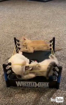 猫プロレス