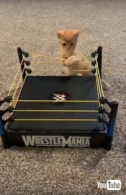 猫プロレス