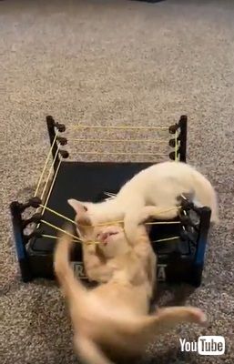 猫プロレス