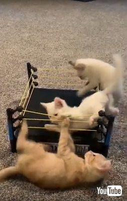 猫プロレス