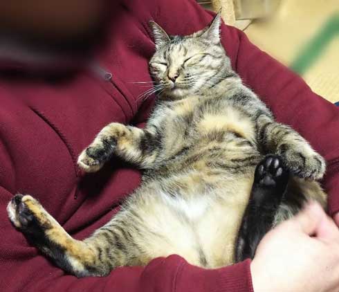 モンハン 乱入 モンスター 強い 猫 画面見えなくなる 寝る がい子くじん 漫画