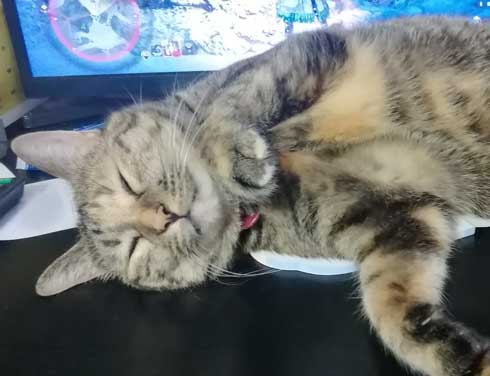 モンハン 乱入 モンスター 強い 猫 画面見えなくなる 寝る がい子くじん 漫画