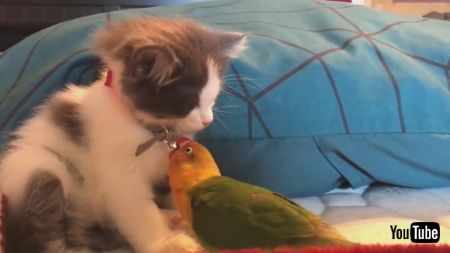 うとうとネコちゃんと鳥さん