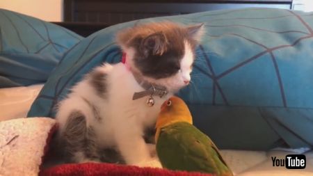 うとうとネコちゃんと鳥さん