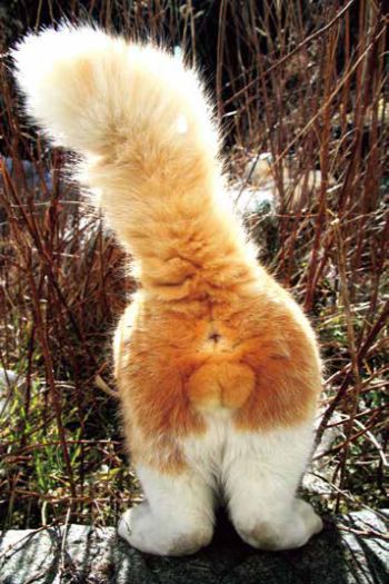 にゃんたまカレンダー