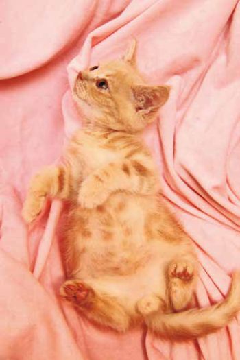 にゃんたまカレンダー