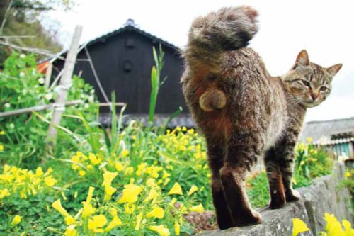 にゃんたまカレンダー