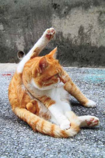 にゃんたまカレンダー