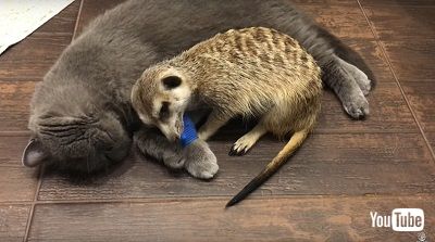 ミーアキャット