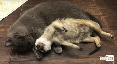 ミーアキャット