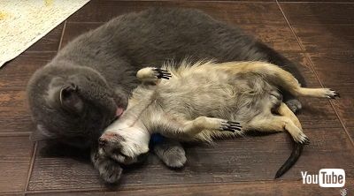 ミーアキャット