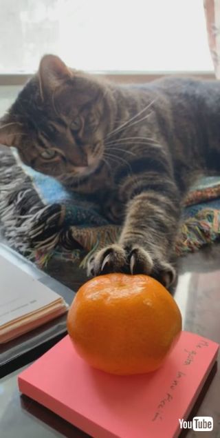 ミカンにびっくりネコちゃん