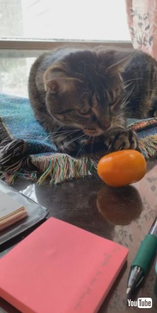 ミカンにびっくりネコちゃん