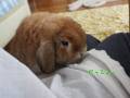 ウサギさんの「おひざのんの」がかわいい！　飼い主のお膝の上で見せるウサギさんのしぐさがたまらない