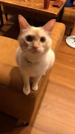 猫 ミレット君 猫語