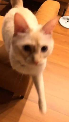 猫 ミレット君 猫語