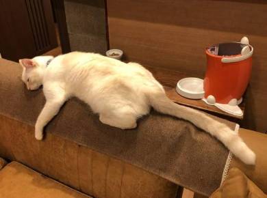 猫 ミレット君 猫語