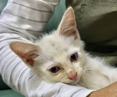 猫 ミレット君 猫語