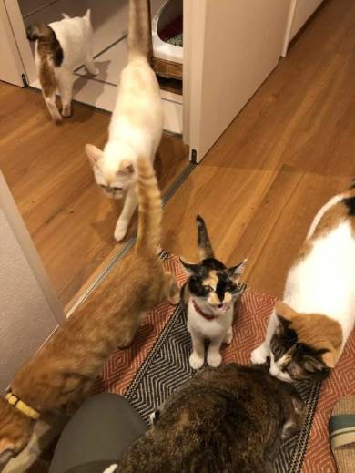 猫 ミレット君 猫語