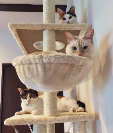 猫 ミレット君 猫語