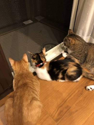 猫 ミレット君 猫語