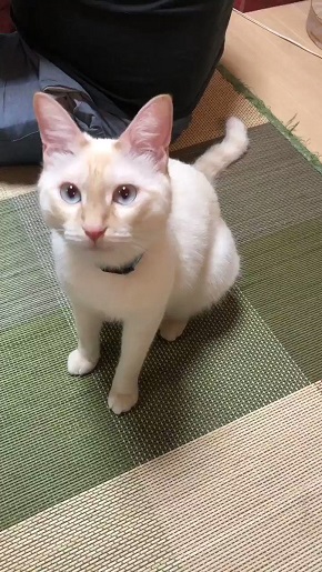 猫 ミレット君 猫語