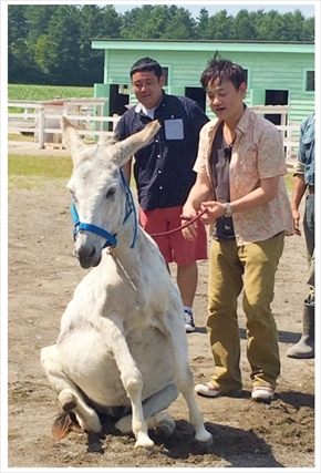 ドロンズ 大島直也 ドロンズ石本 ロシナンテ 電波少年 ヒッチハイク ロバ 花畑牧場