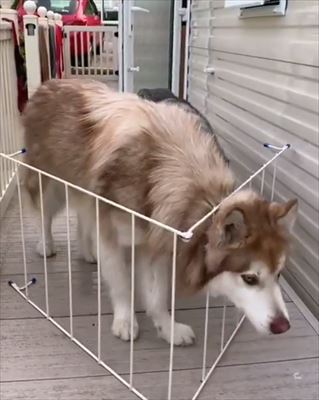 犬