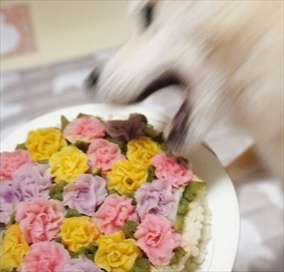 豆柴こむぎの部屋