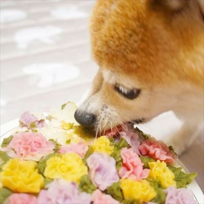 豆柴こむぎの部屋