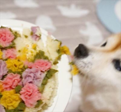 豆柴こむぎの部屋