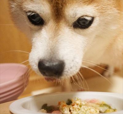 豆柴こむぎの部屋