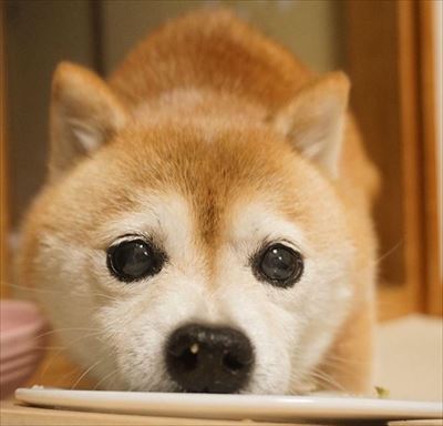 豆柴こむぎの部屋