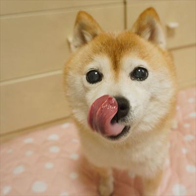 豆柴こむぎの部屋