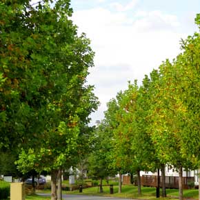 Pokemon ダイマックスカメラ ポケットモンスター ソード シールド 巨大化