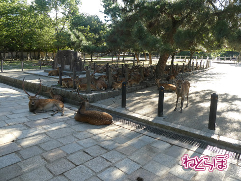 青春18きっぷ ムーンライトながら