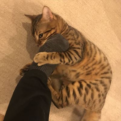 メガドラタワーミニ