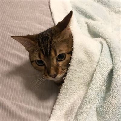 メガドラタワーミニ