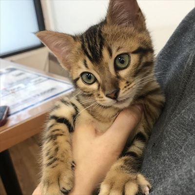 メガドラタワーミニ