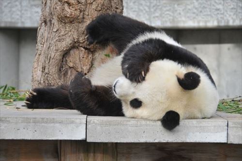 タンタン写真集