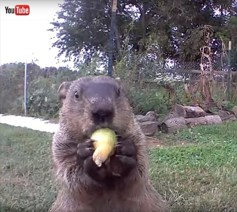 ウッドチャック