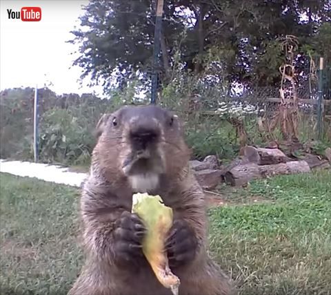 ウッドチャック