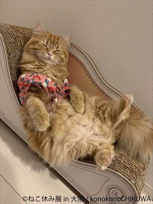ねこ休み展in大阪