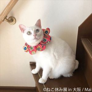 ねこ休み展in大阪