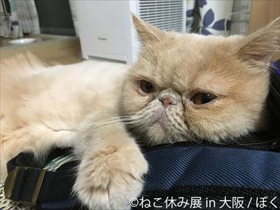 ねこ休み展in大阪