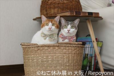 ねこ休み展in大阪
