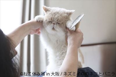 ねこ休み展in大阪