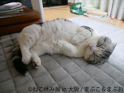 ねこ休み展in大阪