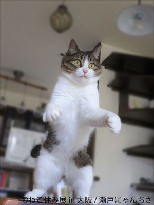 ねこ休み展in大阪